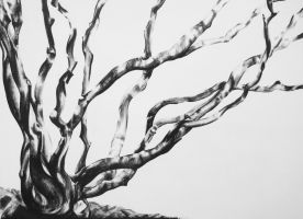 Acer - Right image Charcoal on paper